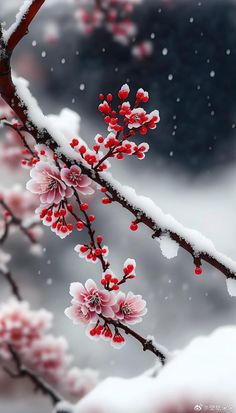 a branch with snow on it and red flowers in the foreground, against a dark background