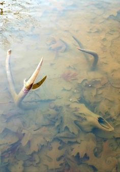 two dead fish are floating in the water