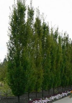 a long row of trees in the middle of a road with flowers on either side