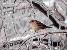 a bird sitting on top of a tree branch covered in ice and icicles