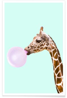 a giraffe with its tongue out and chewing on a pink bubble gum ball