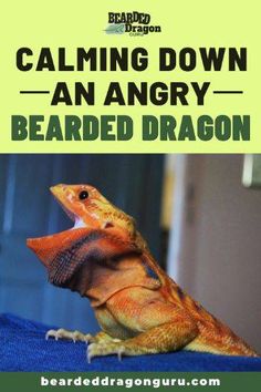 a bearded dragon with the caption'calming down an angry bearded dragon '