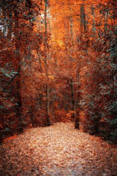 an empty road surrounded by trees with leaves on the ground