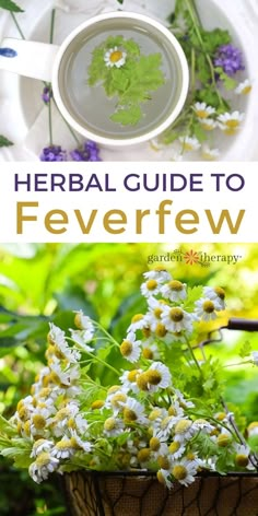 flowers in a basket with the words herb guide to feverew on top and below