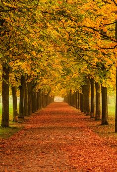 a tree lined road with lots of leaves on the ground