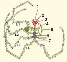 a diagram of the parts of a spider