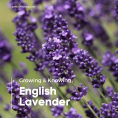 purple flowers with the words growing and known english lavender