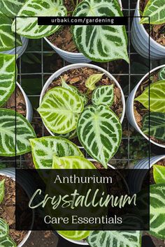 several potted plants with green leaves and the words,'autumn cristaium care essentials '