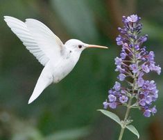 a white bird flying over a purple flower