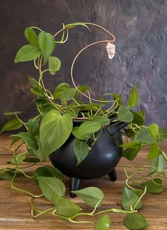 a potted plant sitting on top of a wooden table next to a black vase