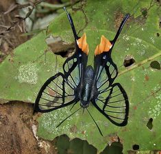 two black and orange butterflies sitting on top of a green leaf