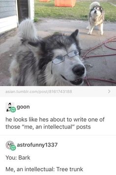 a dog with glasses on looking at another dog in the background and text that reads, he looks like he's about to write one of those me, an