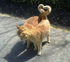 an orange cat standing on top of a cement road next to another brown and white cat