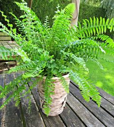 a potted plant sitting on top of a wooden table