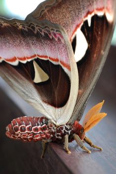 a large moth sitting on top of a wooden table next to another insect with it's mouth open