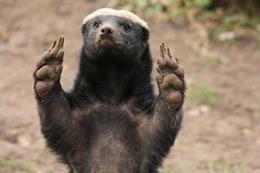 a black and white animal standing on its hind legs with his hands in the air