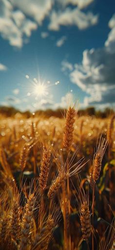 the sun shines brightly over a field of wheat in this artistic photo taken on a sunny day