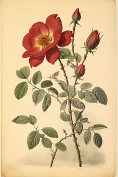 a red rose with green leaves and buds on a white background is featured in this antique print