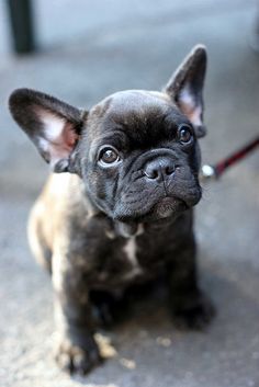 a small black and brown dog on a leash