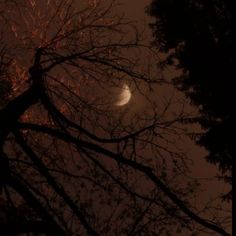 the moon is seen through some trees at night