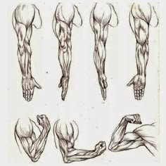 the muscles are shown in this drawing