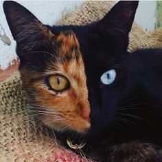 a close up of a cat with blue eyes laying on a blanket and looking at the camera