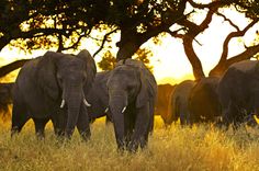 three elephants are standing in the tall grass