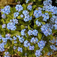 small blue flowers are growing in the dirt