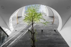 a tree in the middle of a building with an arched window and skylight above it