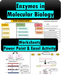 an image of a diagram with the words enzymes in molecular biology on it