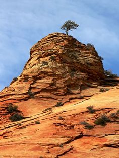 a lone tree is growing on top of a rock outcropping in the desert