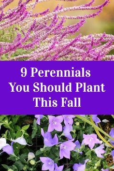 purple flowers with the words 9 perennials you should plant this fall in front of them