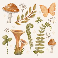 an illustration of various plants and mushrooms