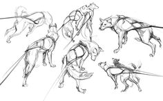 some sketches of dogs running and jumping in the air with their tails spread out,