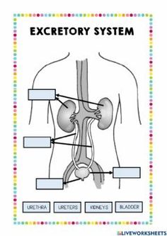 diagram of the excretory system