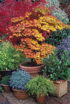 several potted plants in front of each other with autumn foliages around the planter