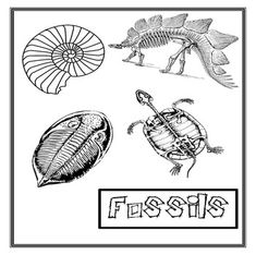 an image of some animals that are in black and white, with the word flesh on it