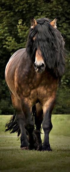 a horse with long hair walking in the grass