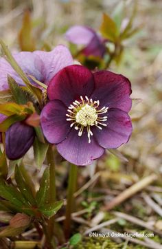 two purple flowers with yellow stamens in the middle of some grass and dirt