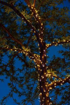 a tree with lights on it and the words how long do fairylights last?