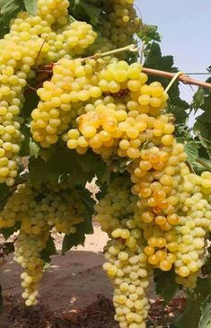 bunches of yellow grapes hanging from the vine