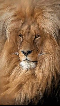 a large brown lion laying on top of a lush green field