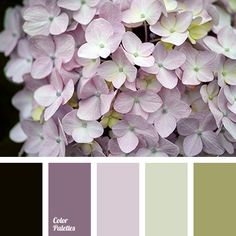 a bunch of flowers that are in some color swatches with the words color palettes on them