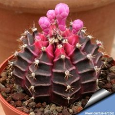 a small cactus with pink flowers in a pot