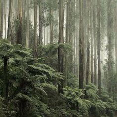 a forest filled with lots of tall trees and green plants on top of each other