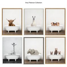 four different pictures of animals sitting in a bathtub with their heads above the tub