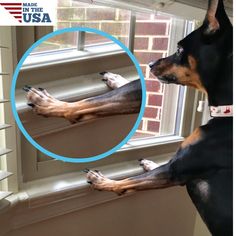 a black and brown dog looking out the window