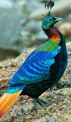 the colorful bird is standing on the ground