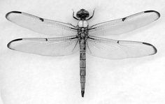 a black and white photo of a dragonfly