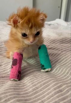 an orange kitten sitting on top of a bed next to two crocheted toys